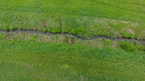 Aerial-descending-shot-of-male-Red-deer-running-across-the-fresh-green-agricultural-field,-sunny-summer-morning,-wide-birdseye-drone-tracking-shot-moving-forward