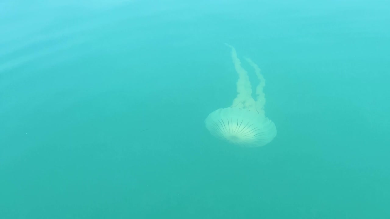 바다의 해파리. 해양 야생 동물. 해양 보존
