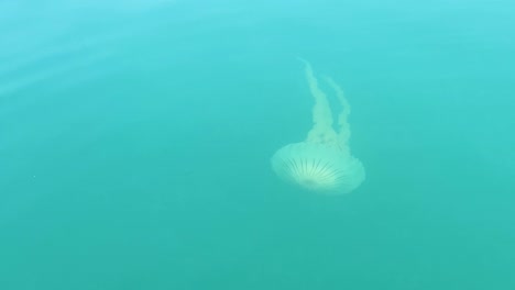 Medusas-En-El-Océano.-Fauna-Marina.-Conservación-Del-Océano