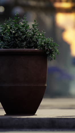 closeup of a potted plant in a city setting