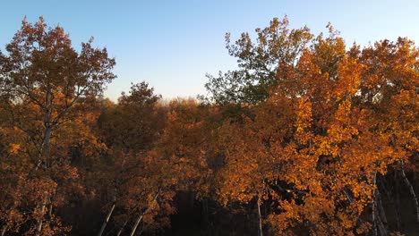 little piece of canadian forest in fall season with orange colour treetop´s