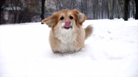 little funny corgi fluffy puppy walking outdoors at the winter day