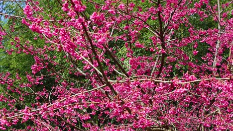 pink flowers swaying gently on a sunny day