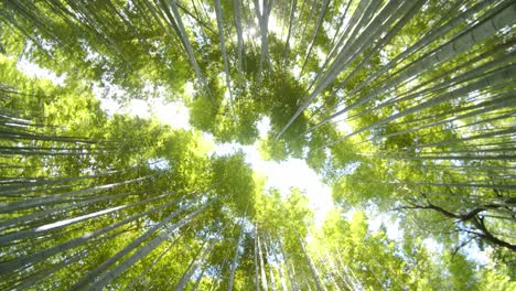 Mirando-Hacia-El-Cielo-En-El-Bosque-De-Bambú-Mientras-Gira-Usando-Una-Lente-De-Ojo-De-Pez-En-Kyoto,-Japón-Luz-Del-Sol-Del-Mediodía-En-Cámara-Lenta-4k