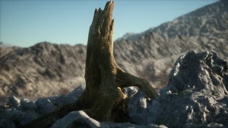 Dead pine tree at granite rock at sunset