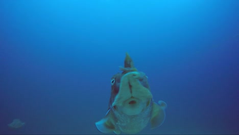 Cuttlefish-on-their-own-in-the-tropical-blue-water