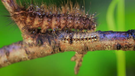 la oruga phragmatobia fuliginosa también tigre rubí. una oruga se arrastra a lo largo de una rama de un árbol sobre un fondo verde.