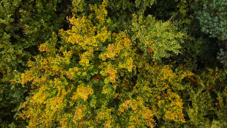 bosque de thetford: hoja de árbol colorida en otoño - tiro de rotación de drone ascendente aéreo de arriba hacia abajo