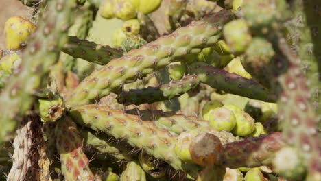 close up shot trucking left of cactus in arizona desert