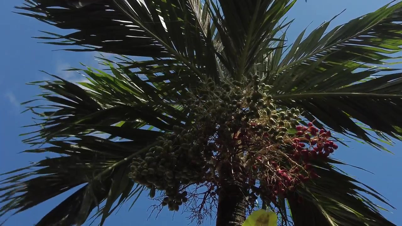 Palma nella brezza contro un cielo azzurro brillante. Filmato nelle Filippine.