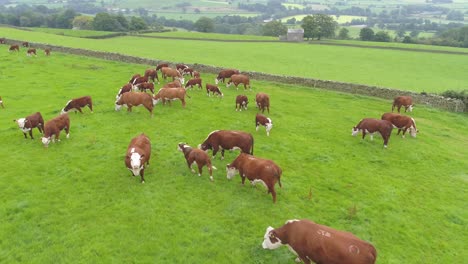 drone footage slowly moving over and panning around a herd of brown cows in a farmer's field in rural lancashire, england, uk