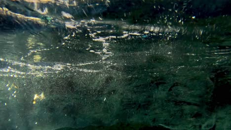 penguin swimming gracefully underwater in a pool.