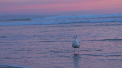 Eine-Möwe-Steht-Bei-Sonnenuntergang-Im-Wasser,-Während-Ein-Anderer-Vogel-über-Die-Aufnahme-Fliegt