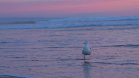 a seagull standing in the water during sunset while another bird flies across the shot