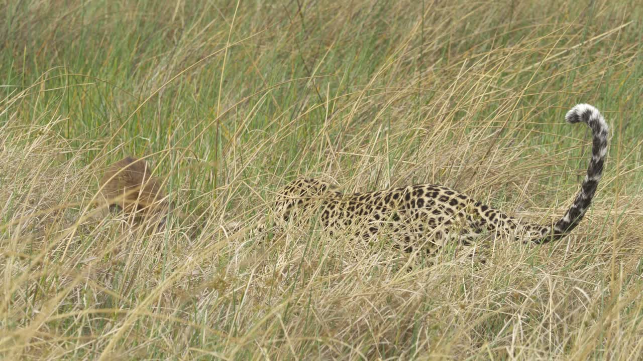 leopardo matando a su presa en la hierba alta bebé lechwe muriendo en la sabana