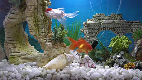 fish in the aquarium – goldfish, black telescope goldfish