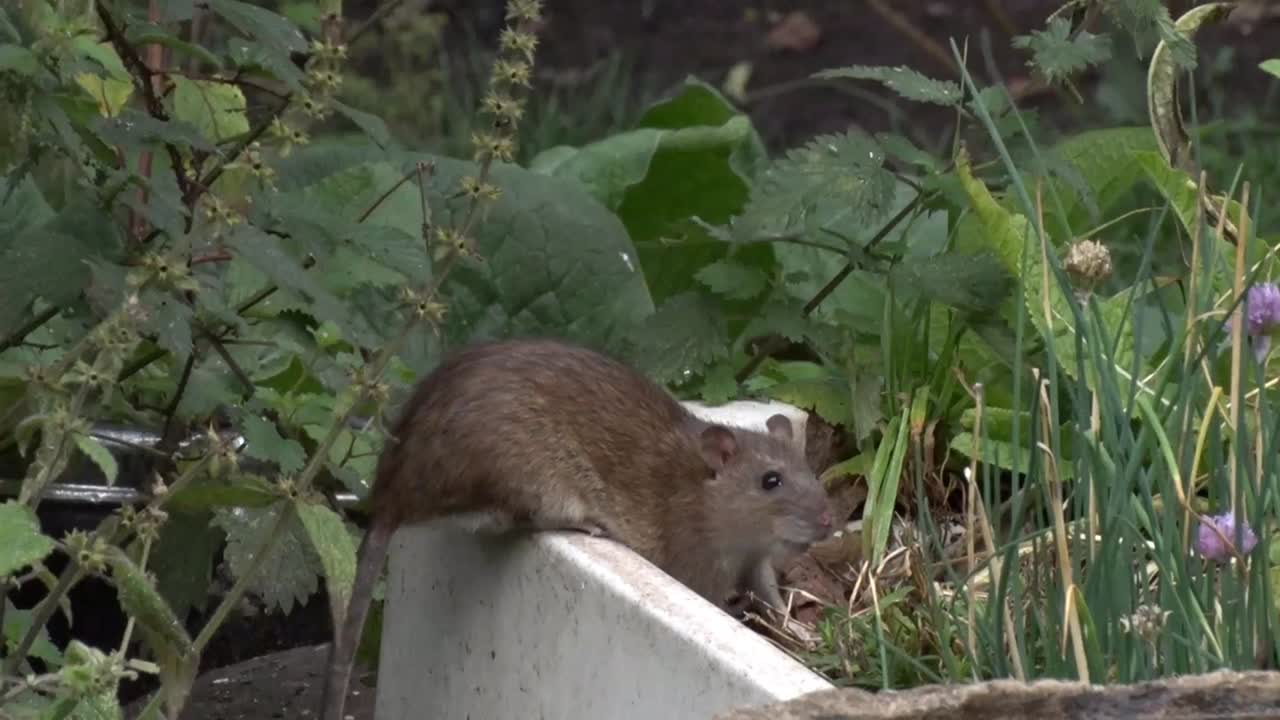 갈색, 라투스 노르베기쿠스, 뒷마당에서 먹이를 찾고
