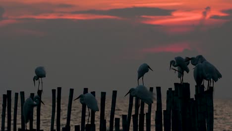 The-Great-Egret,-also-known-as-the-Common-Egret-or-the-Large-Egret