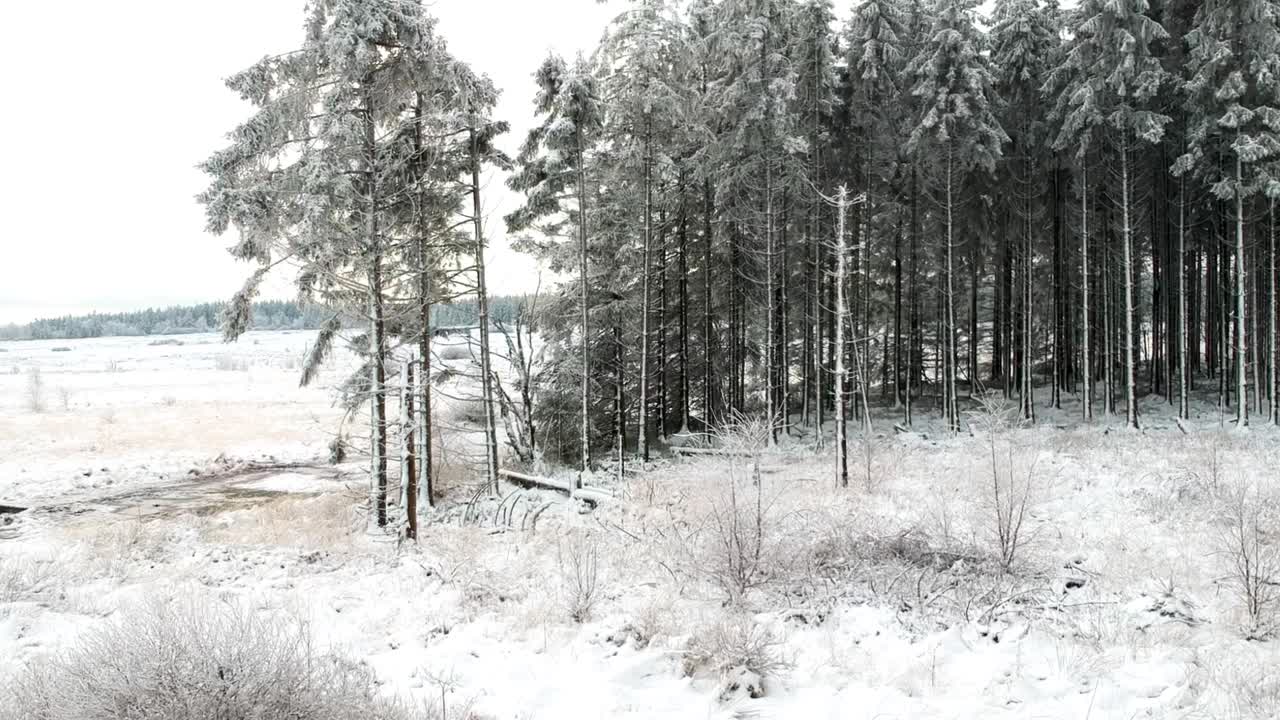 En sneklædt mark og en fyrreskov afsløres fra en drone, der stiger op