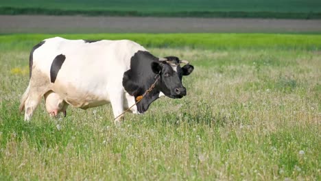 Calf and a Cow in Nature Beautiful White and Black Calf Grazing Grass next to the Brown Cow Calf and a Cow in Nature Beautiful White and Black Calf Grazing Grass next to the Brown Cow on Pasture in Summer