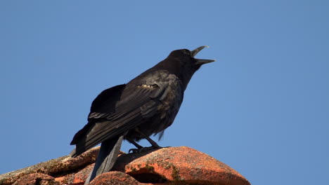 toma estática en cámara lenta de un cuervo posado y vocalizando