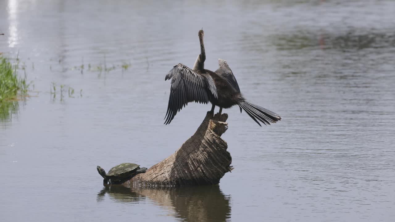 Double-crested cormorant spreads wings while perched on a log beside a turtle in a calm lake