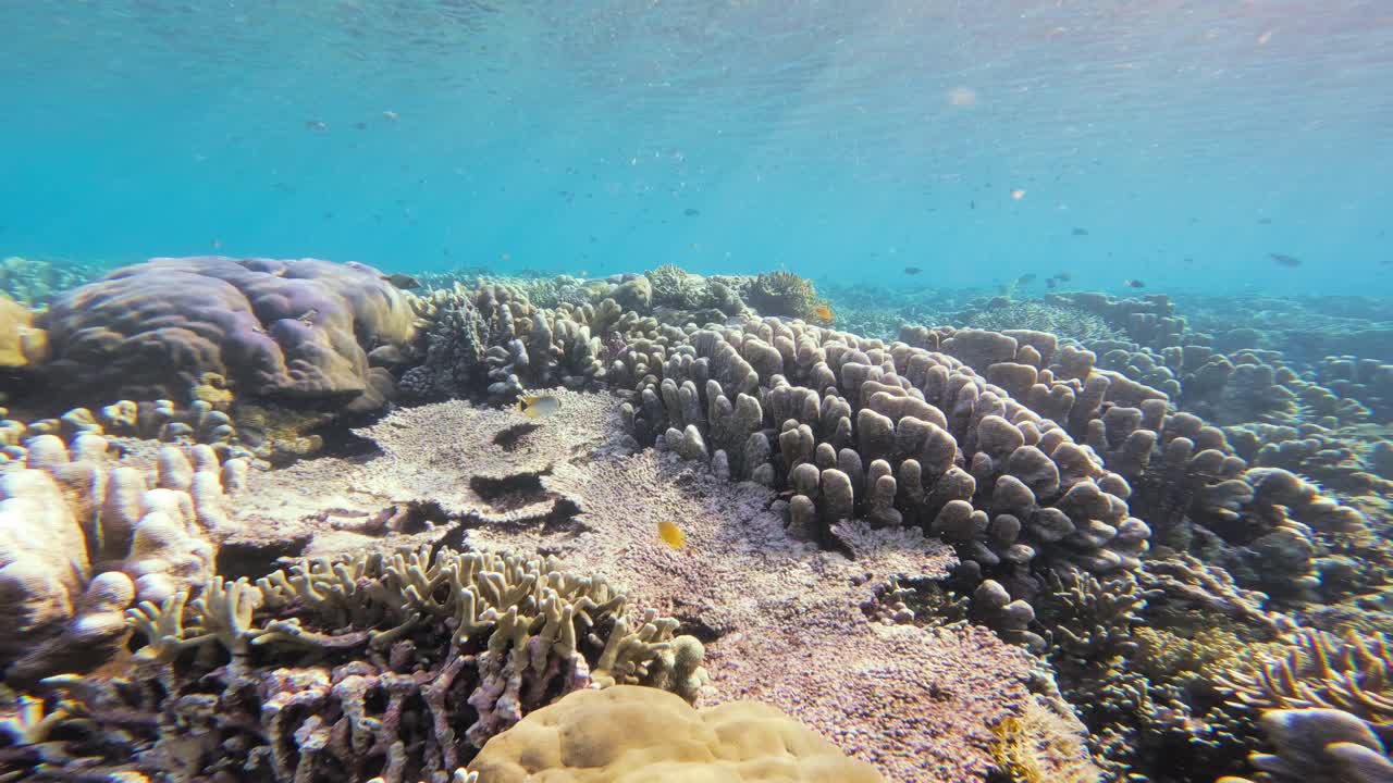 un paisaje de arrecife submarino estático del animado arrecife de coral lleno de vida en las maldivas