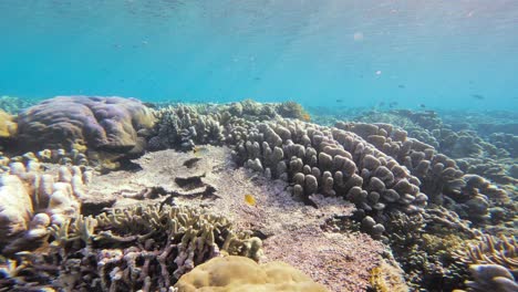 Un-Paisaje-Estático-De-Arrecife-Submarino-De-Un-Arrecife-De-Coral-Lleno-De-Vida-En-Las-Maldivas.