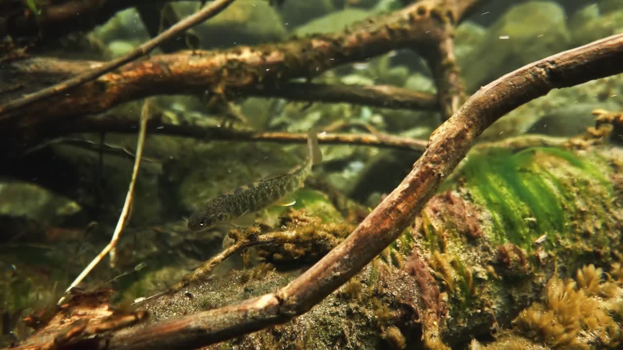 молодняк куколки