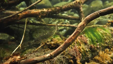 juvenile dolly varden