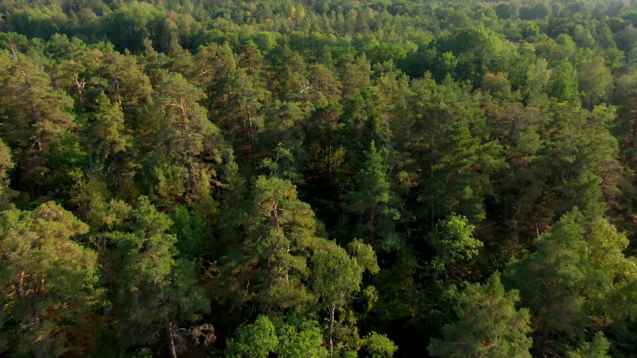 Flying over a vibrant Swedish pine and mixed forest canopy. Perfect for nature, environment, and calm