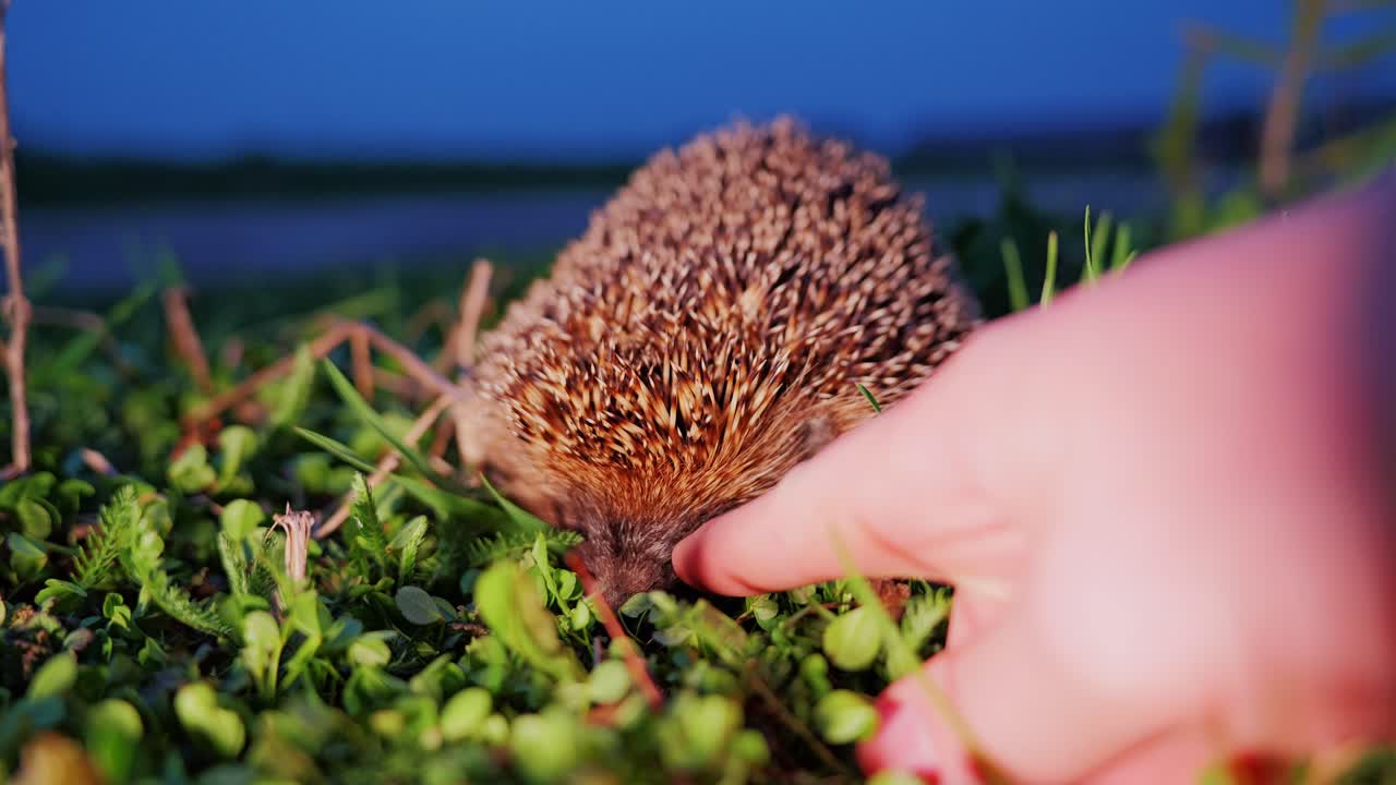 Finger strokes hedgehog’s snout in green grass during dusk, calm Latvia wildlife