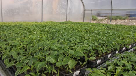toma panorámica amplia de albahaca joven y retoños de tomate dentro del invernadero en primavera