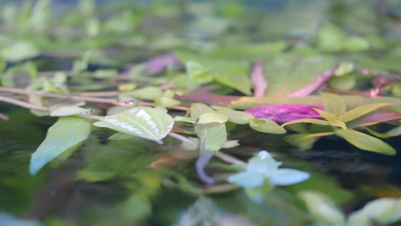 Lush Underwater Greenery
