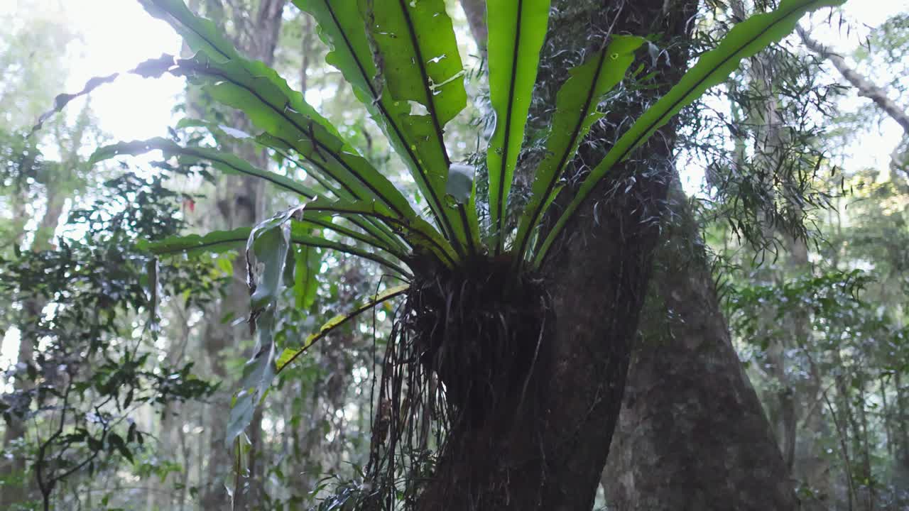 나무 에 자라는 새 둥지 페른