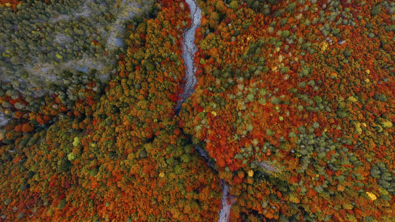 Aerial view of vibrant autumn trees in Italian Alps, showcasing nature's beauty