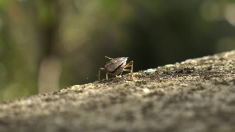 brown-stink-bug-is-struggling-outdoors-on-the-terrace