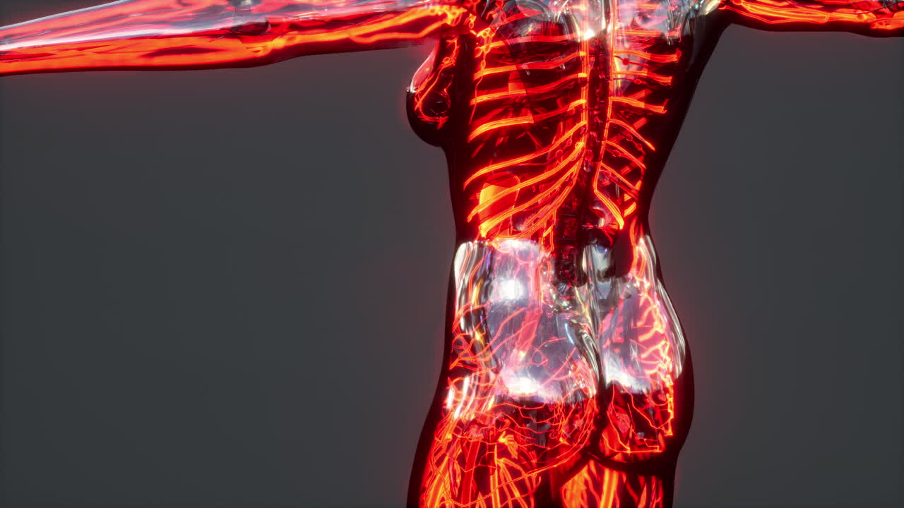 Medically accurate demonstration of Human Circulatory System