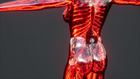 demostración médicamente exacta del sistema circulatorio humano