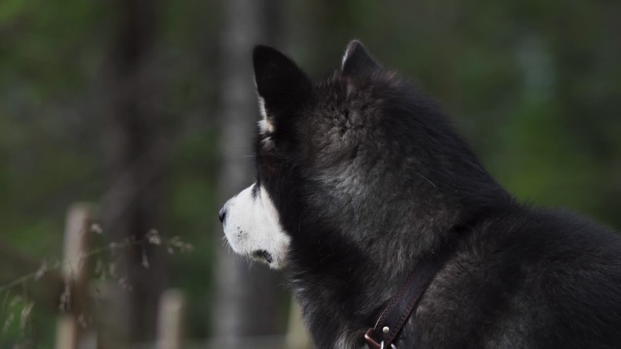 adorable raza de perro malamute de alaska en la profundidad poco profunda del campo naturaleza