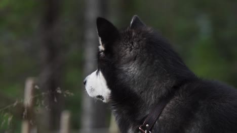 adorable alaskan malamute dog breed in shallow depth of field nature