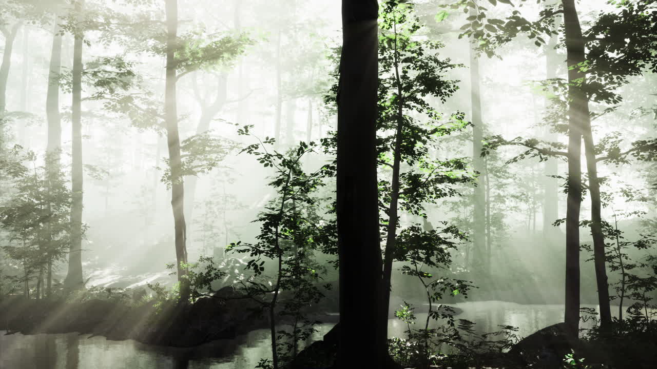 Sunlight filters through misty forest trees creating a tranquil atmosphere