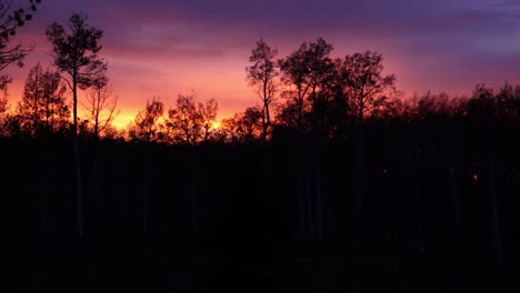pan of forest treeline with colorful evening sunset