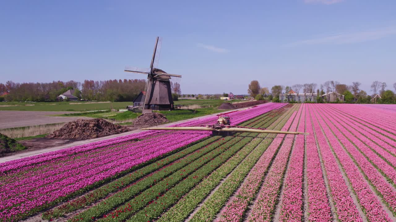 Vista aerea di Schermerhorn con tulipani, fiori, un mulino a vento, che mostra un paesaggio rurale aperto nei Paesi Bassi.