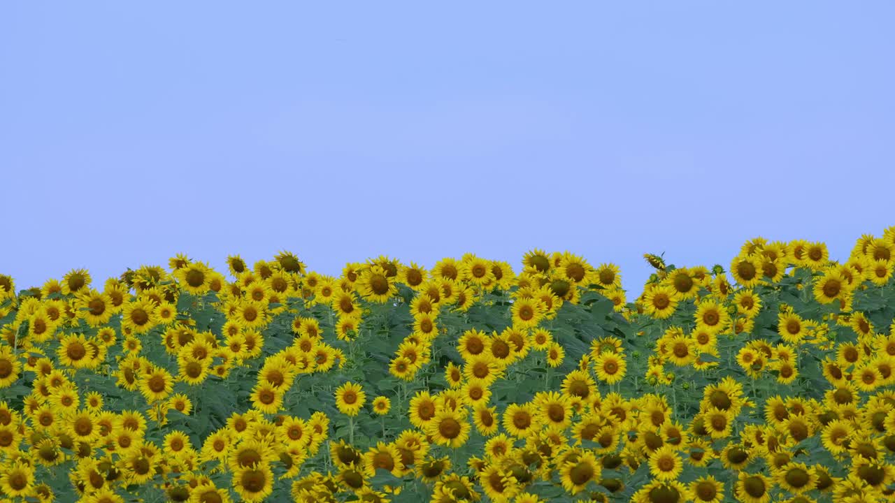 空を背景に風になびくように丘陵地帯に植えられたヒマワリ（Common Sunflower Helianthus annuus）、タイ