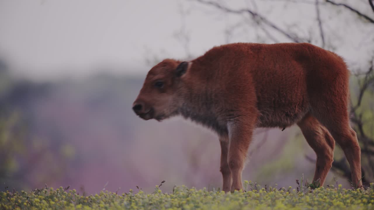 cría de bisonte al atardecer se para y se aleja