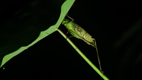 Katydid,-Buschgrille,-Tettigoniidae,-4k-Aufnahmen