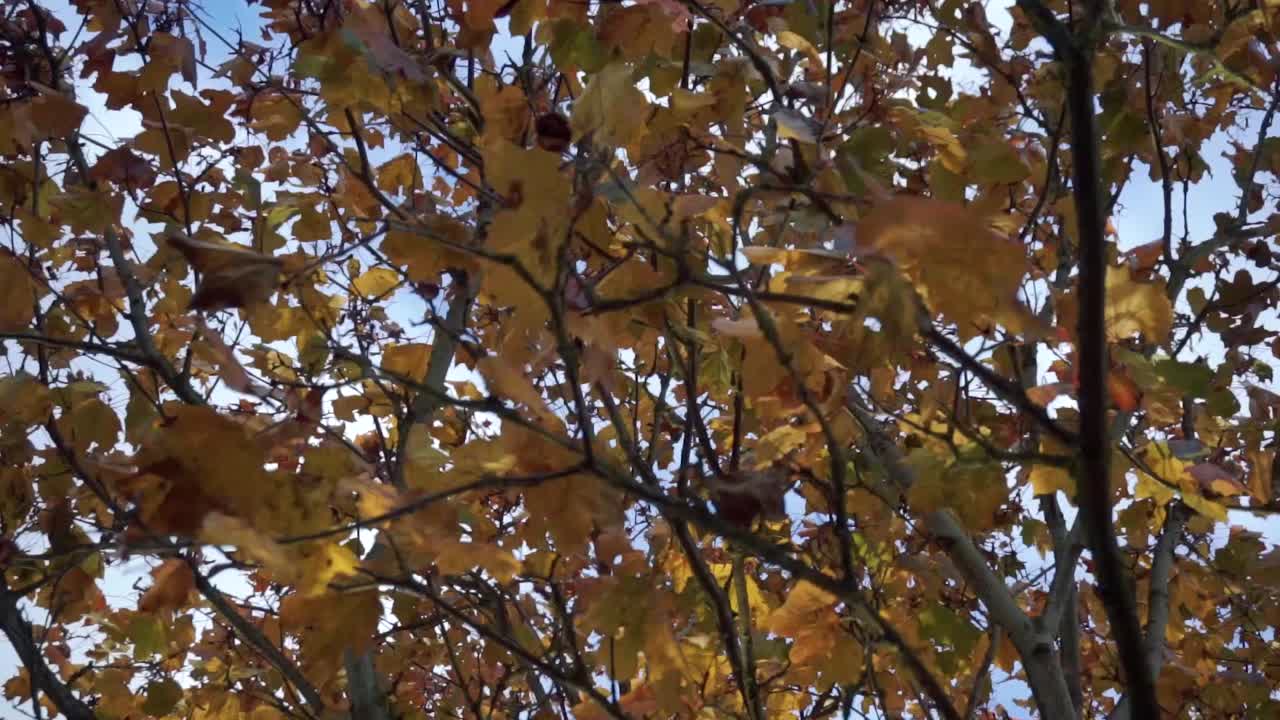 Close shot of colourful autumn leaves still on the tree