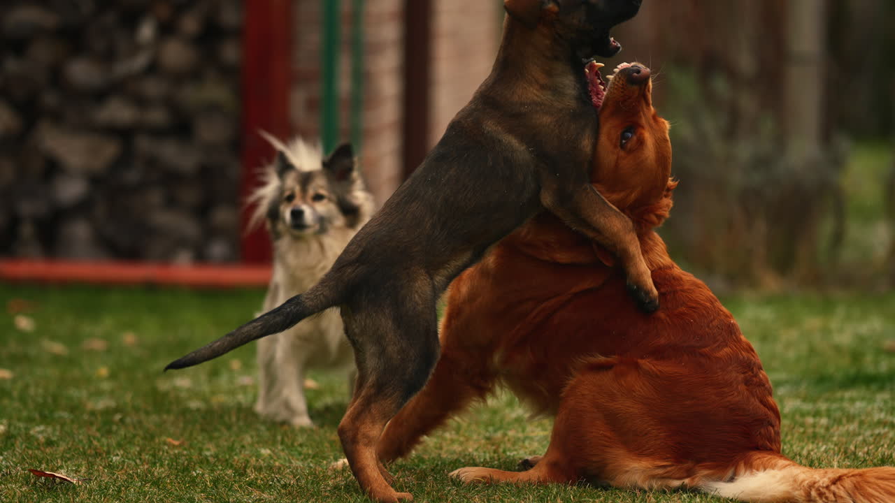 lindo cachorro jugando con un golden retriever marrón tiro de cámara lenta de enfoque suave medio