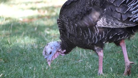 Wild Turkey in a Field